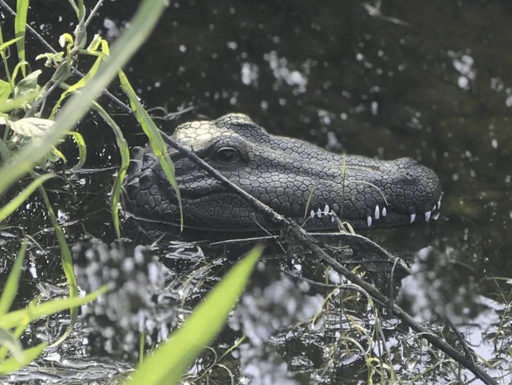 Krokodíl na jazere